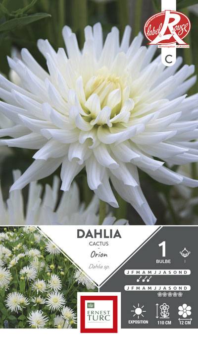 Ernest Turc - Dahlia Cactus Orion Blanc - ERNEST TURC - Image 1