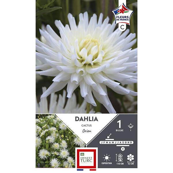 Ernest Turc - Dahlia Cactus Orion Blanc - ERNEST TURC - Image 2