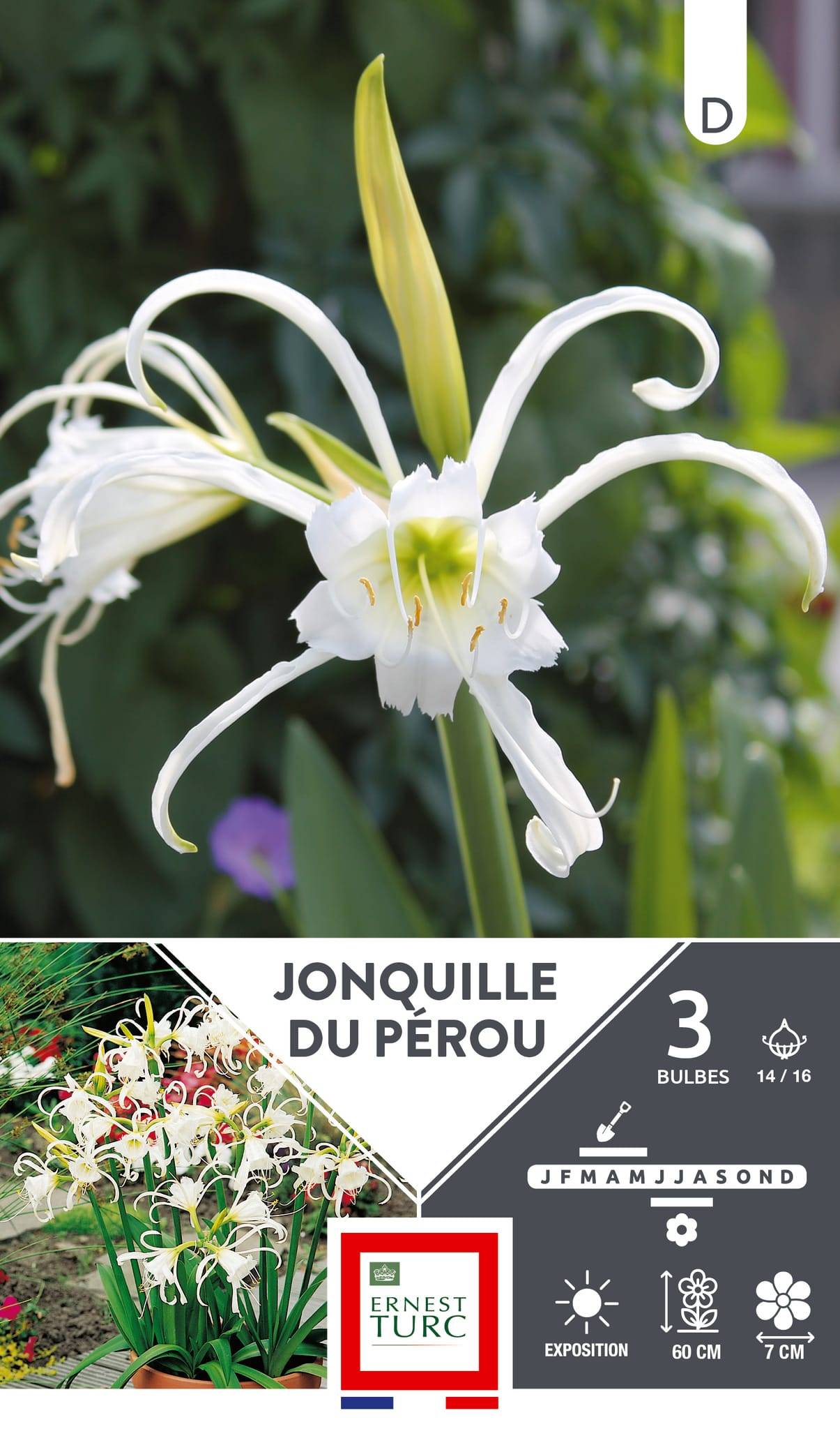 Plante bulbeuse Ismene festalis jonquille du perou 14-16 x3 – ET PRI N - Image 1