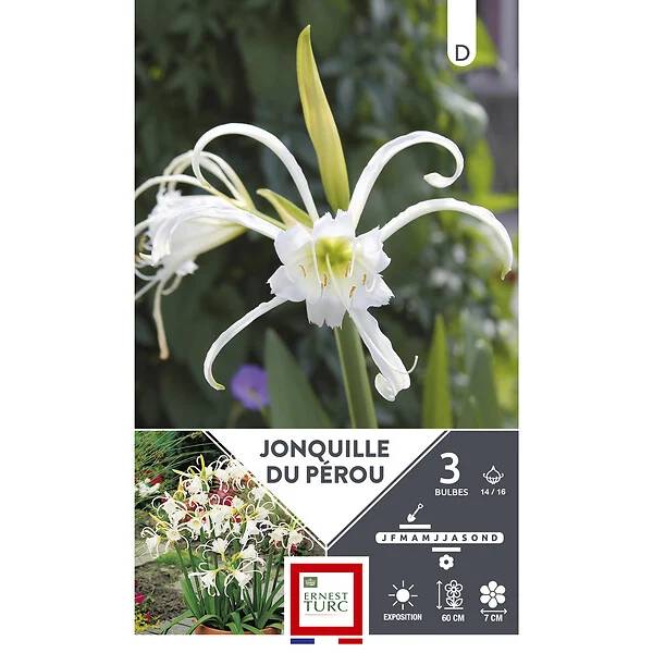 Plante bulbeuse Ismene festalis jonquille du perou 14-16 x3 – ET PRI N - Image 2