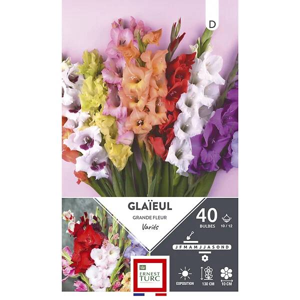 Glaïeuls Grandes Fleurs Mélange 10-12 x40 - ET PRI N