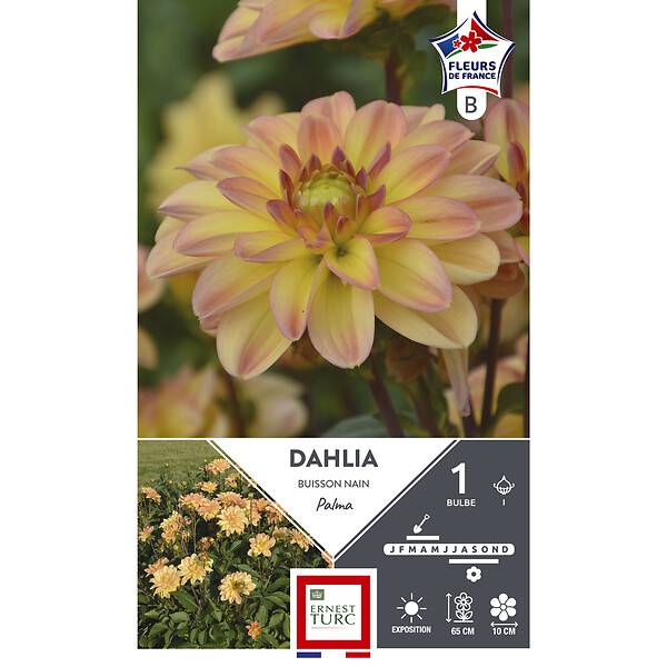 Dahlia buisson nain fleurs jaunes et rosées x1 – ET PRI N