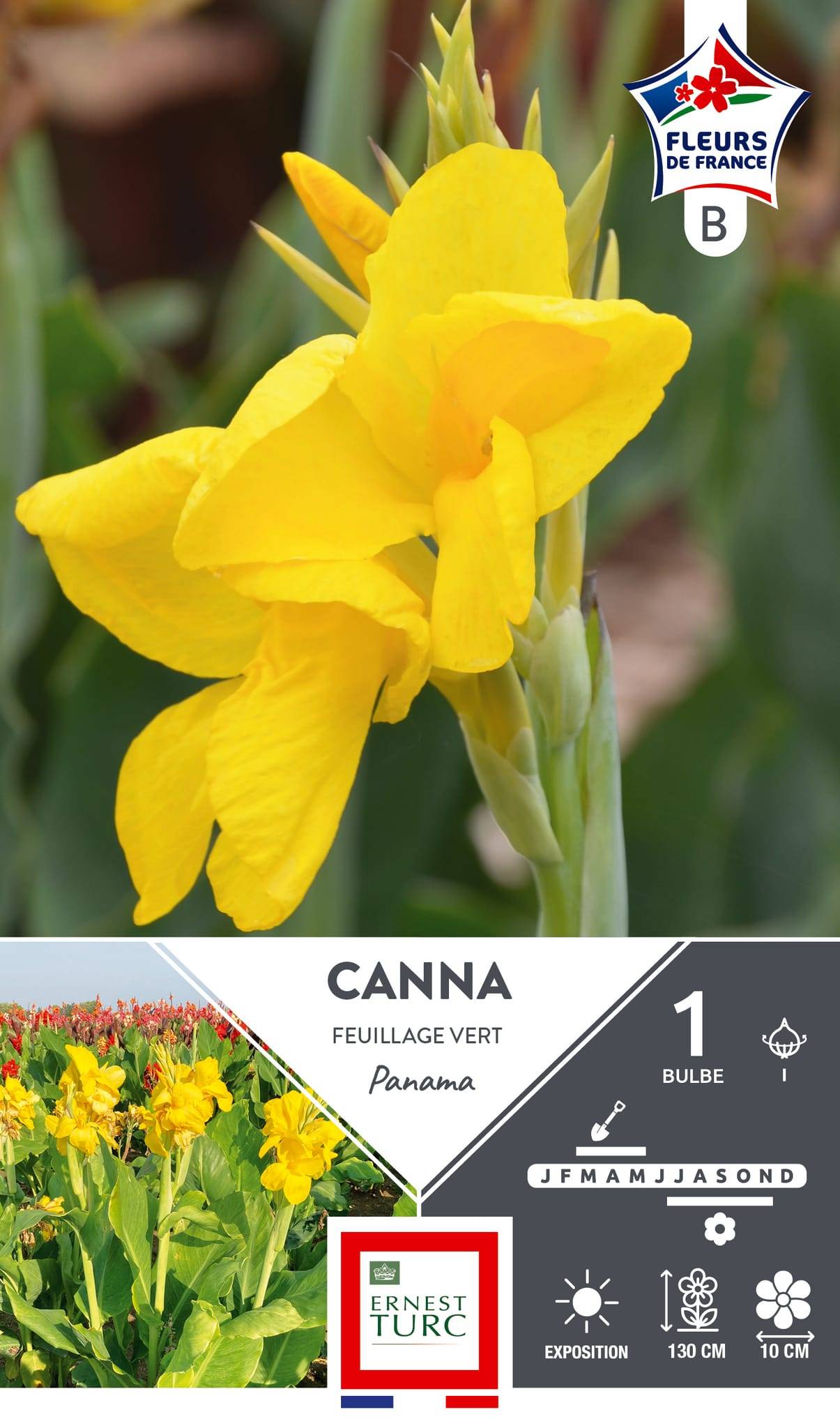 Canna haut feuillage vert fleurs jaune vif x1 – ET PRI N - Image 1
