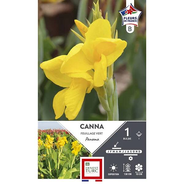 Canna haut feuillage vert fleurs jaune vif x1 – ET PRI N - Image 2