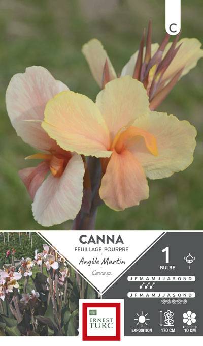 Ernest Turc - Canna Bulbe Angèle Martin - ERNEST TURC - Image 1