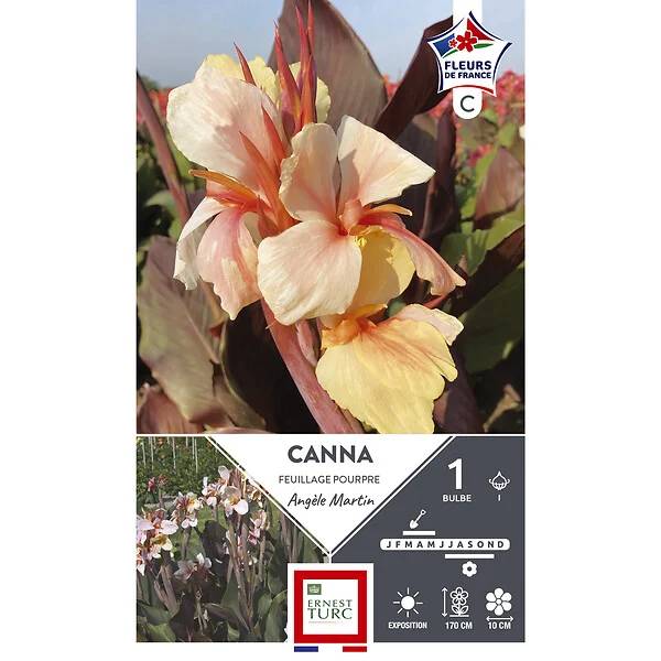 Ernest Turc - Canna Bulbe Angèle Martin - ERNEST TURC - Image 2