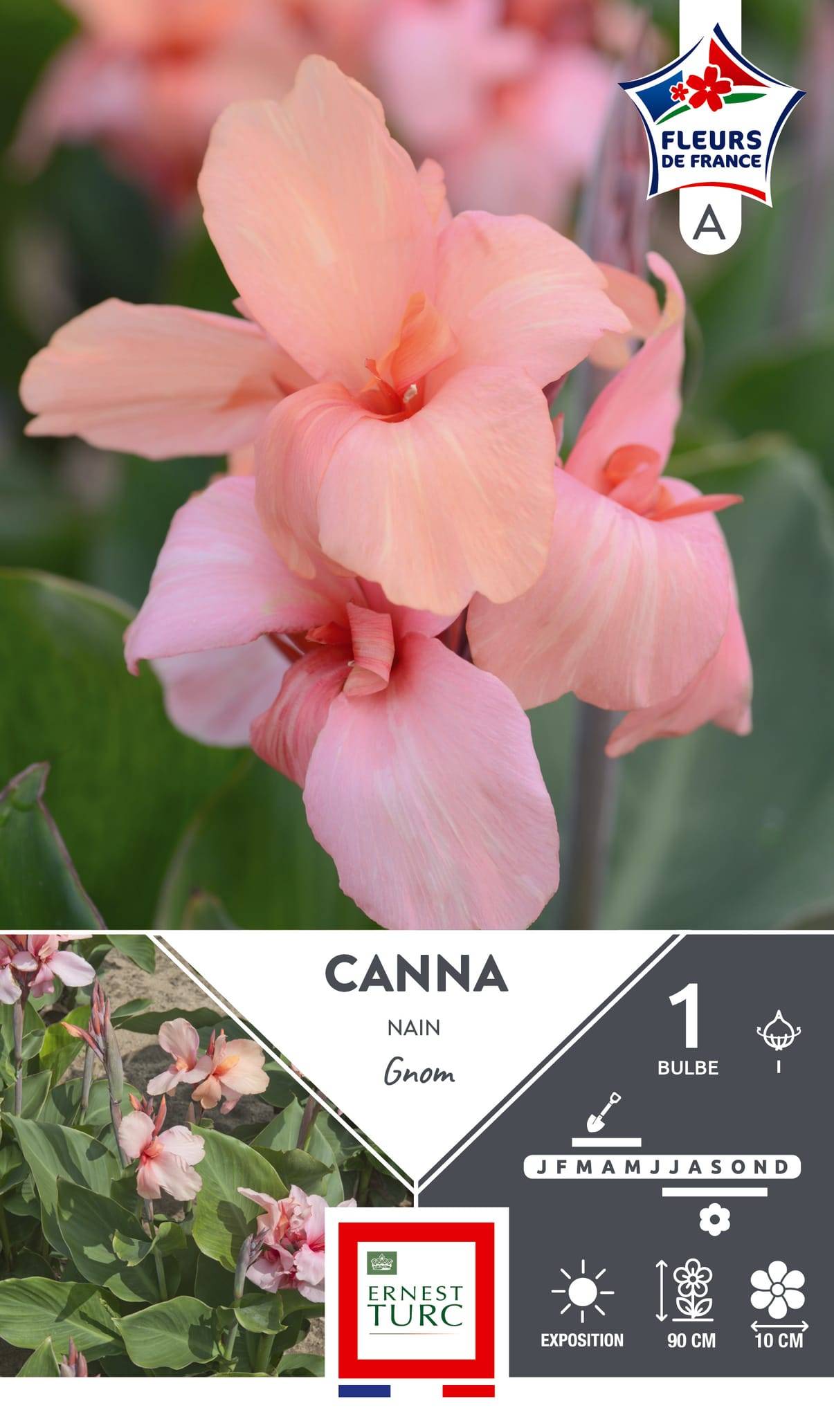 Canna nain gnom I x1 - ET PRI N - Image 1