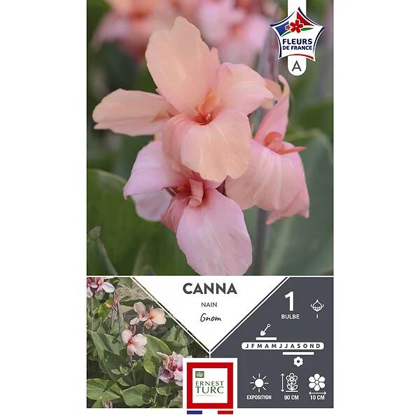 Canna nain gnom I x1 - ET PRI N - Image 2