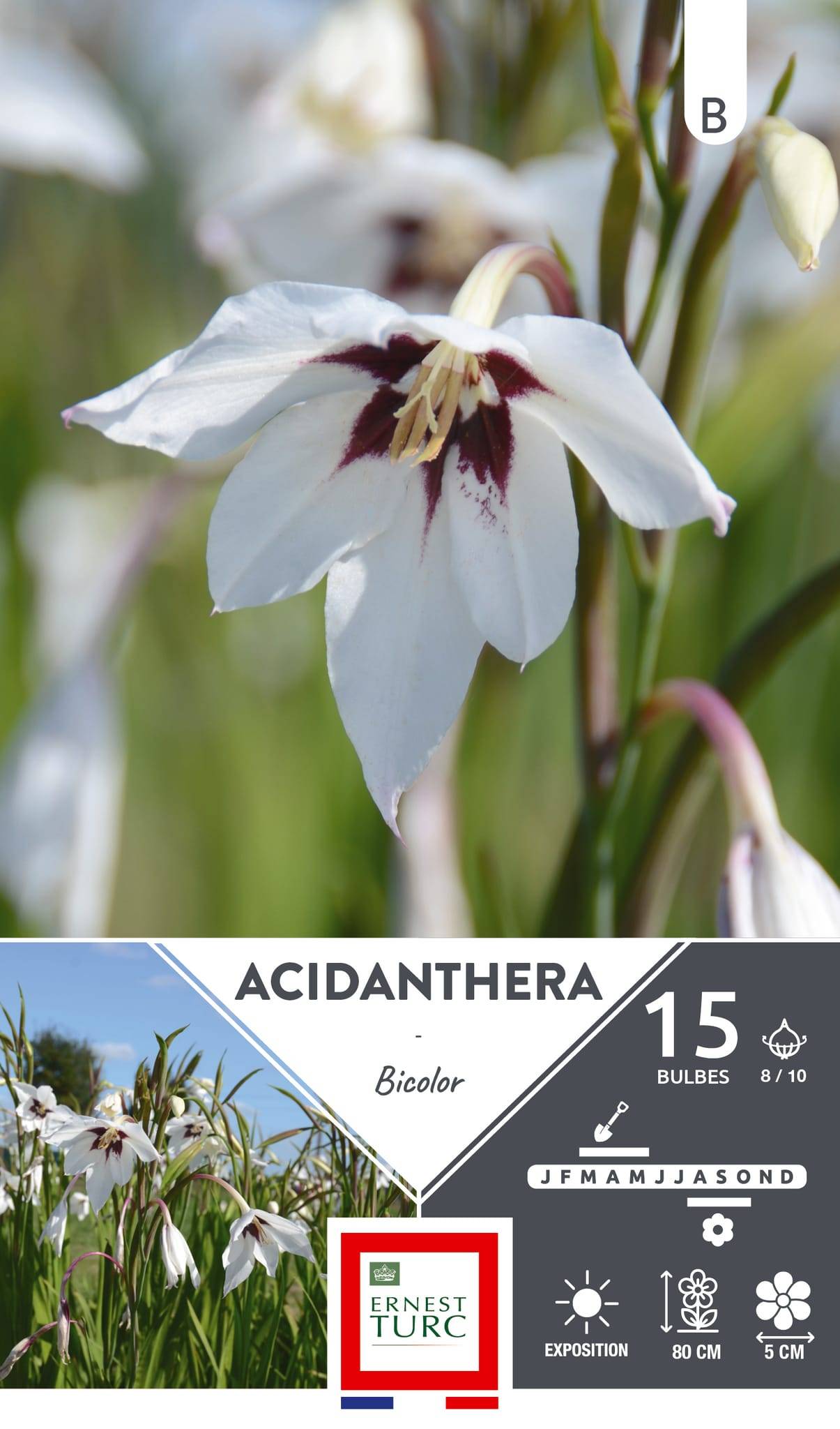 Acidanthera bicolor plante bulbeuse ET PRI N - Image 1
