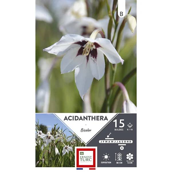 Acidanthera bicolor plante bulbeuse ET PRI N - Image 2
