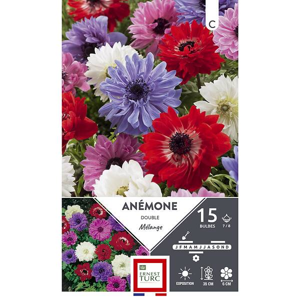 Anemone double sainte brigitte melange bulbeuse – ET PRI N