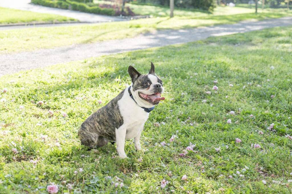 Petsafe - Petsafe - Collier anti-aboiement à stimulations rechargeable LITE - Imagen 6