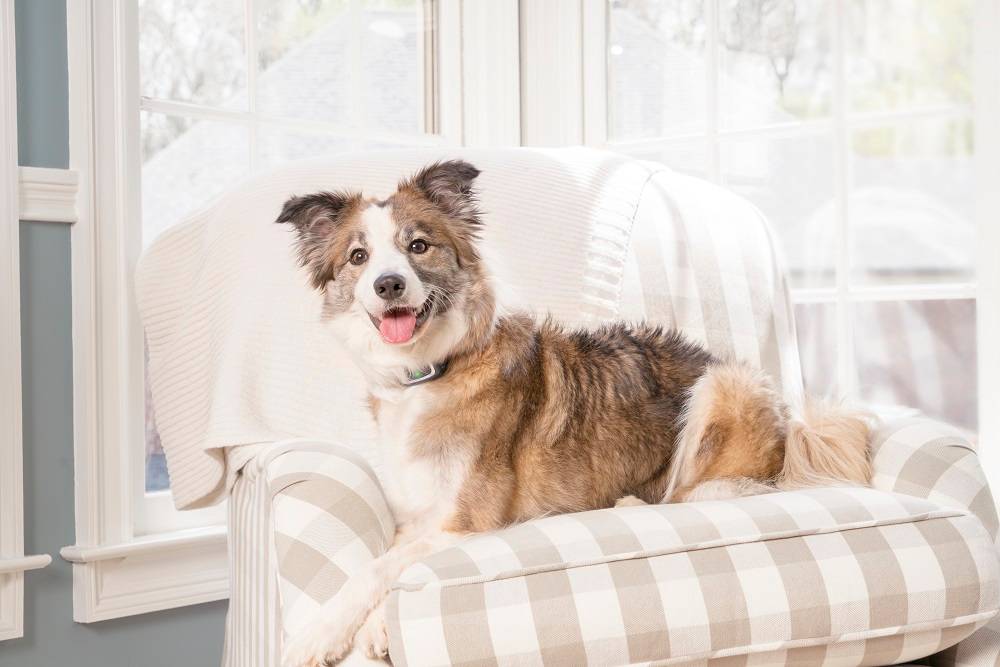 Petsafe - Collier Anti-Aboiement PETSAFE - Imagen 4