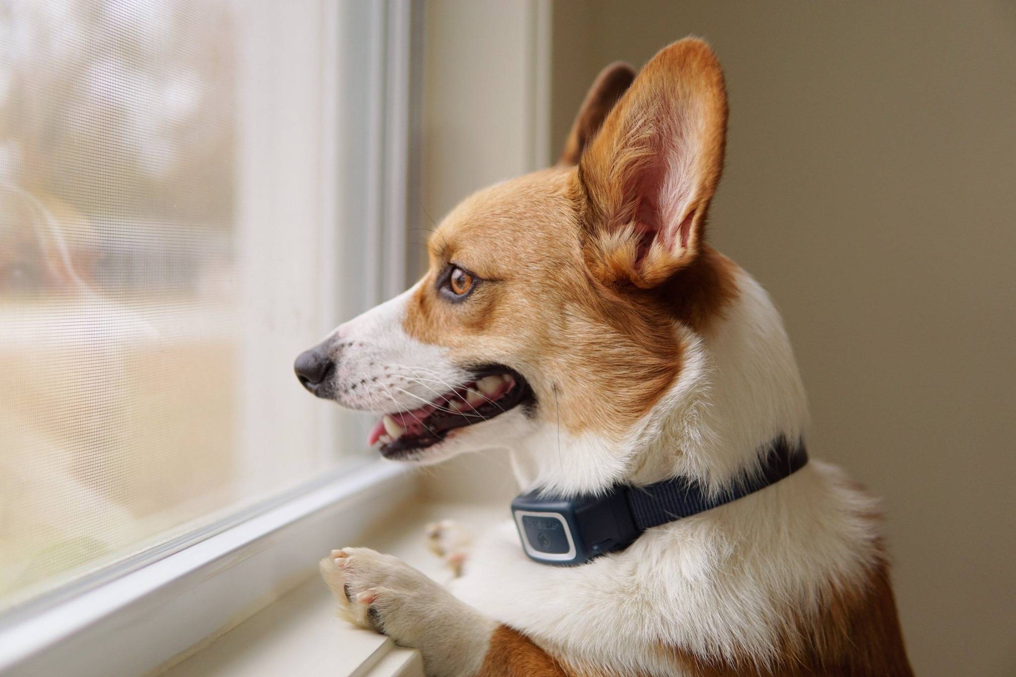 Petsafe - Collier Anti-Aboiement PETSAFE - Imagen 2