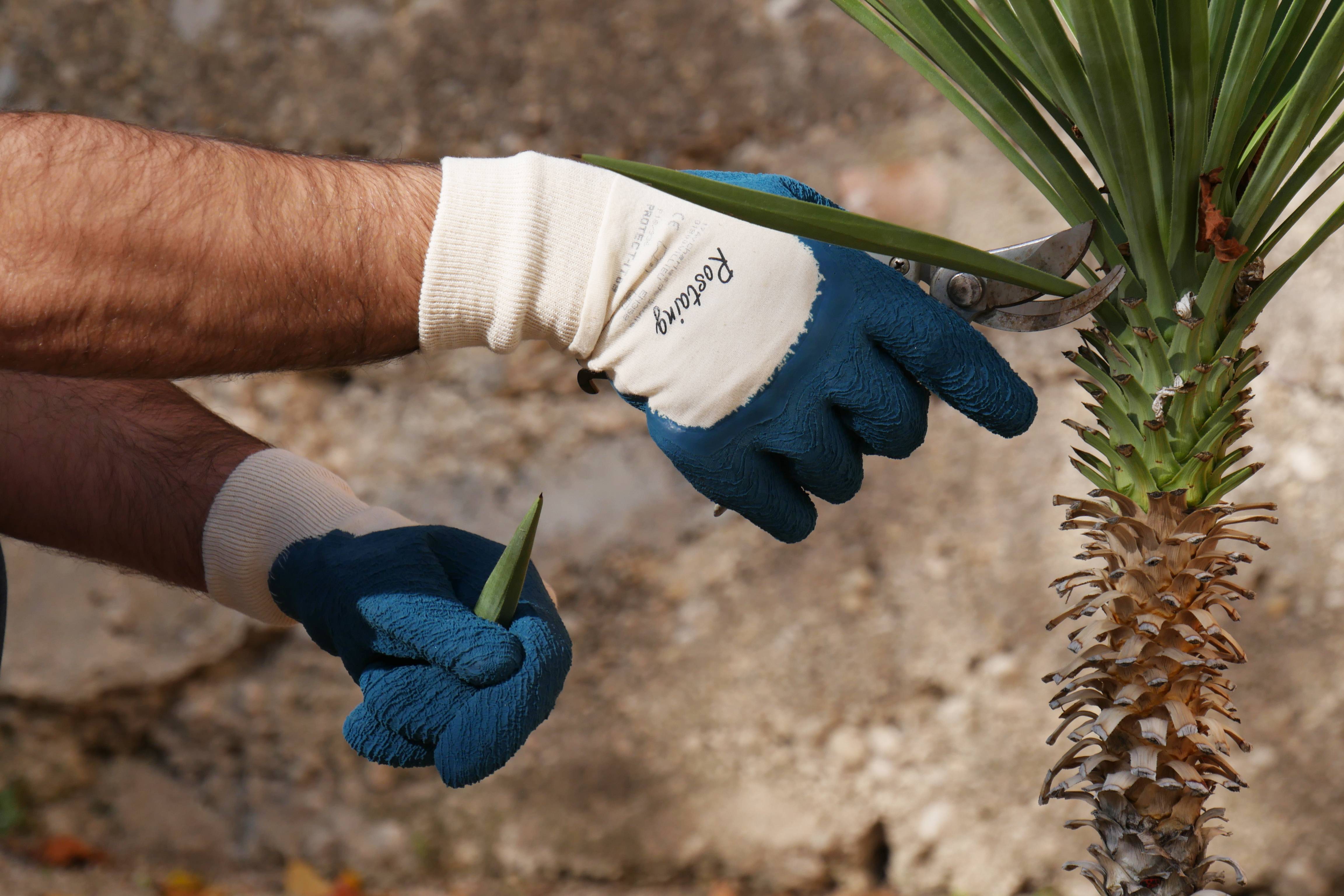 Rostaing - Rostaing - Gant jardin petits épineux en coton bleu - Taille 10 - Imagen 4