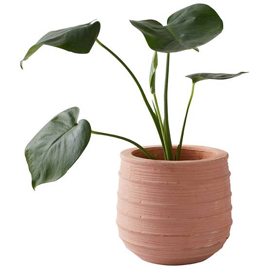 Pot rond en terre cuite strié Ø.20 x H.17 cm - Image 2