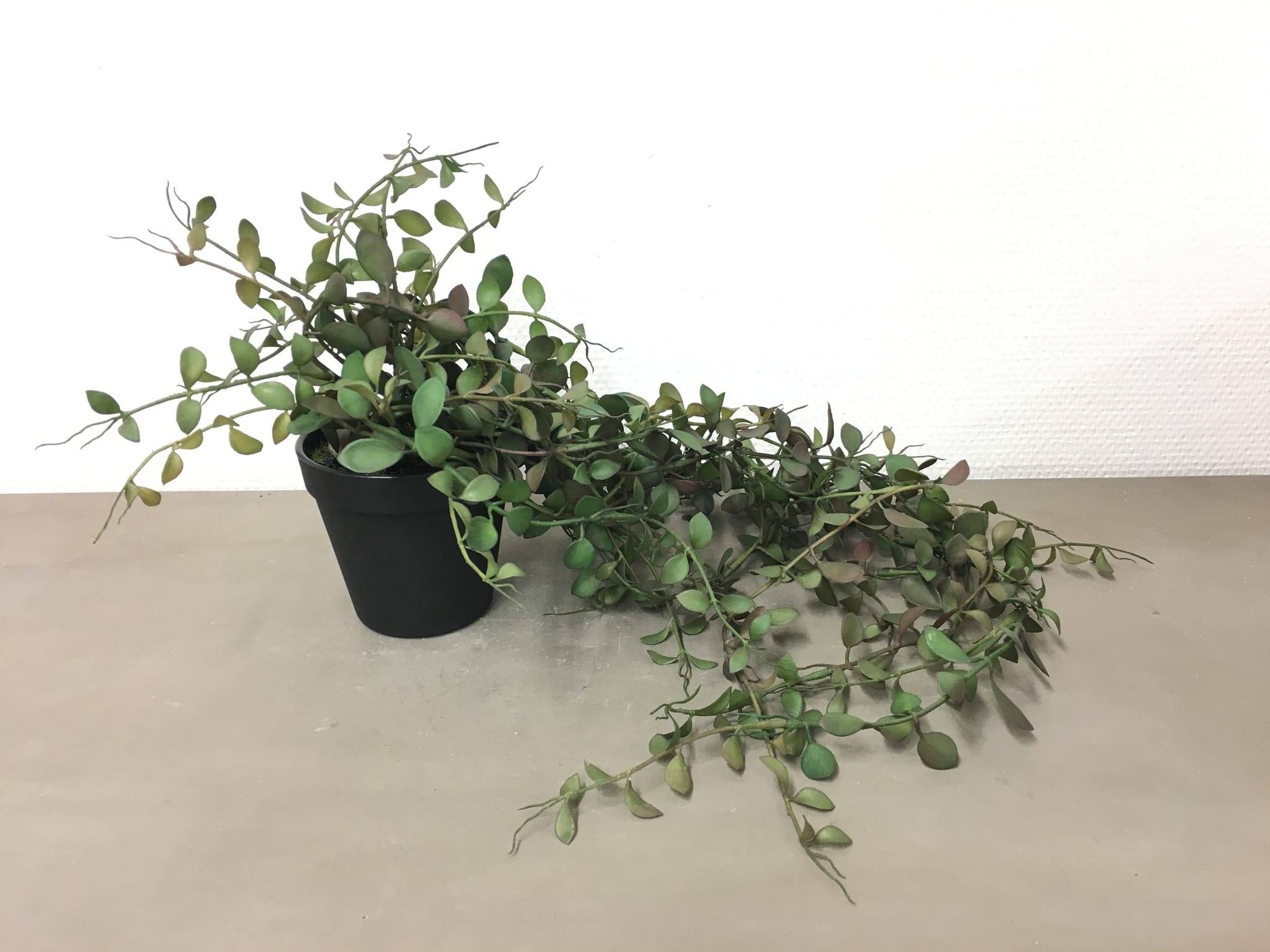 Aeschynanthe vert foncé artificielle en pot 74 cm