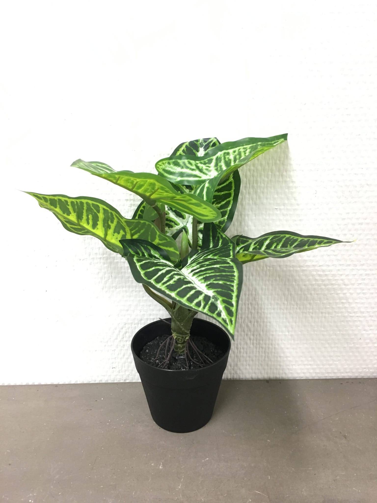 Alocasia vert et blanc artificiel en pot 35 cm