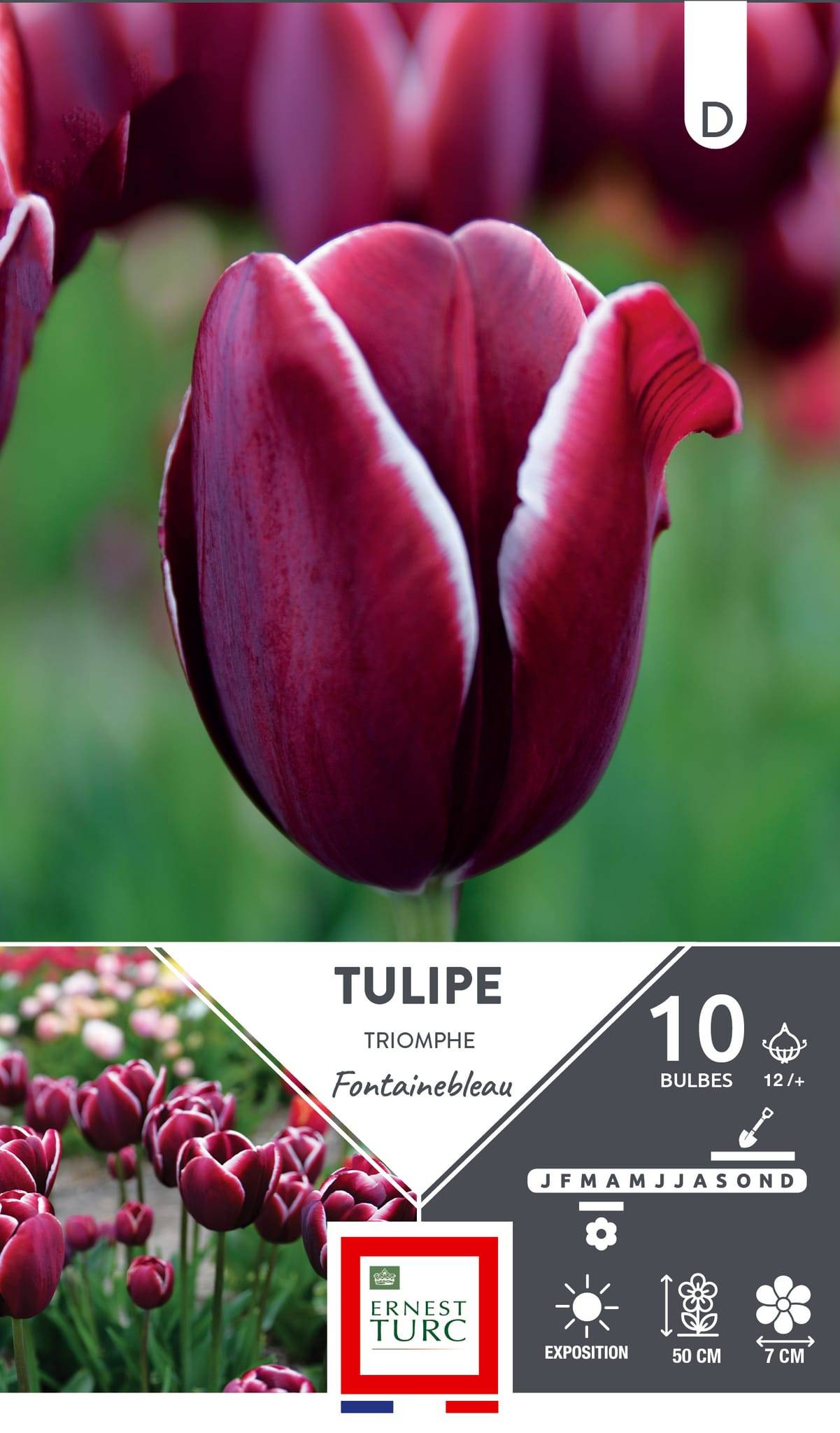 Ernest Turc - Bulbes tulipe triomphe fontainebleau - ERNEST TURC