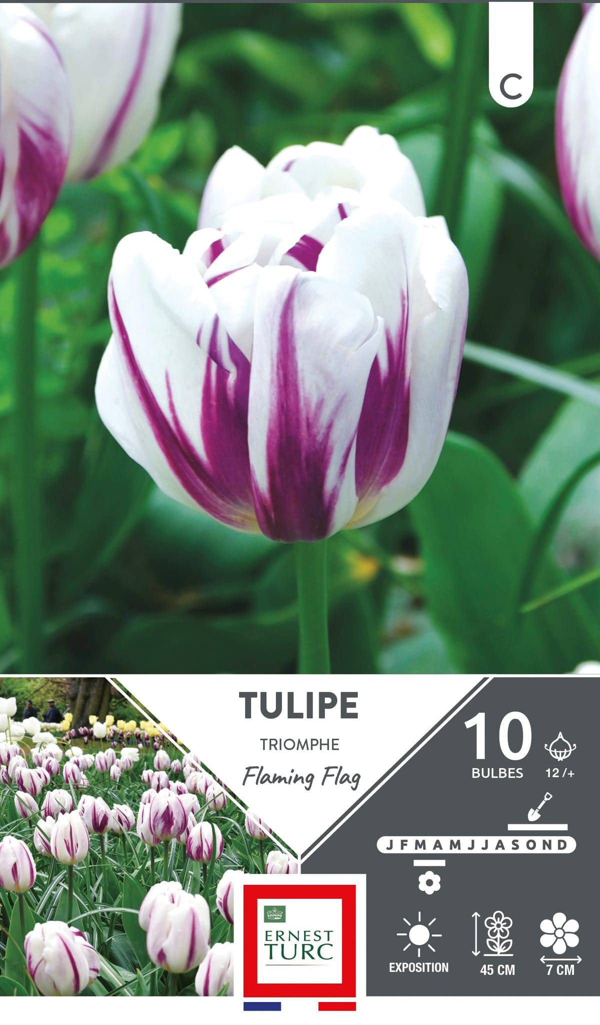 Ernest Turc - Bulbes Tulipe triomphe Flaming Flag - ERNEST TURC