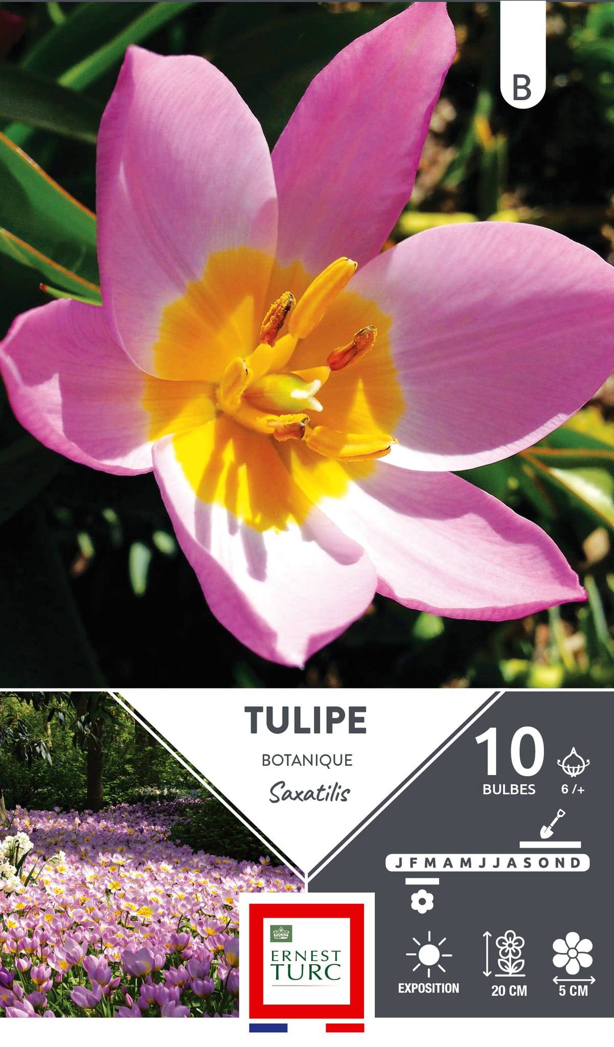 Ernest Turc - Ernest Turc - Bulbes Tulipe Botanique Saxatilis cal.6+ x10 - Image 1