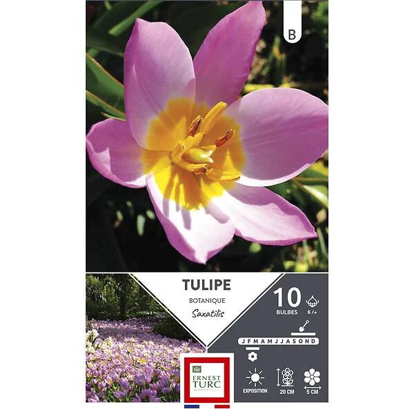 Ernest Turc - Ernest Turc - Bulbes Tulipe Botanique Saxatilis cal.6+ x10 - Image 3