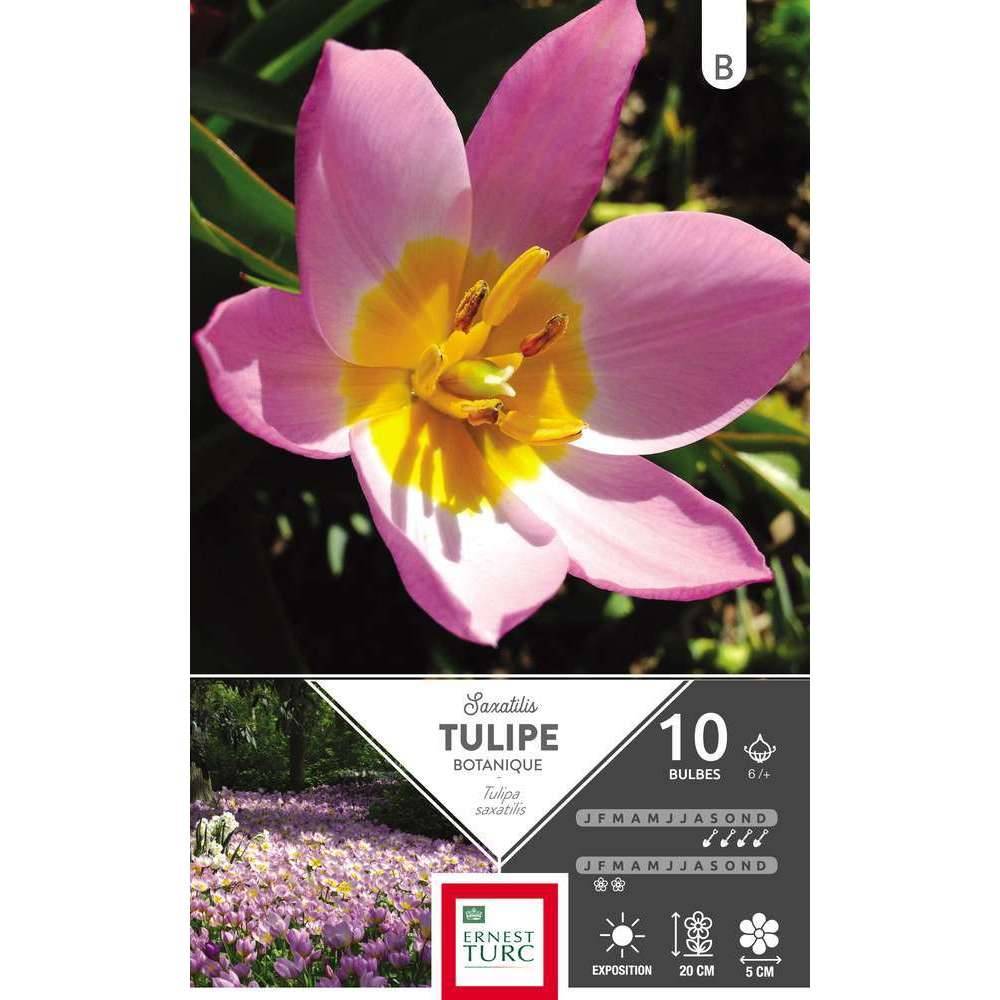 Ernest Turc - Ernest Turc - Bulbes Tulipe Botanique Saxatilis cal.6+ x10 - Image 2
