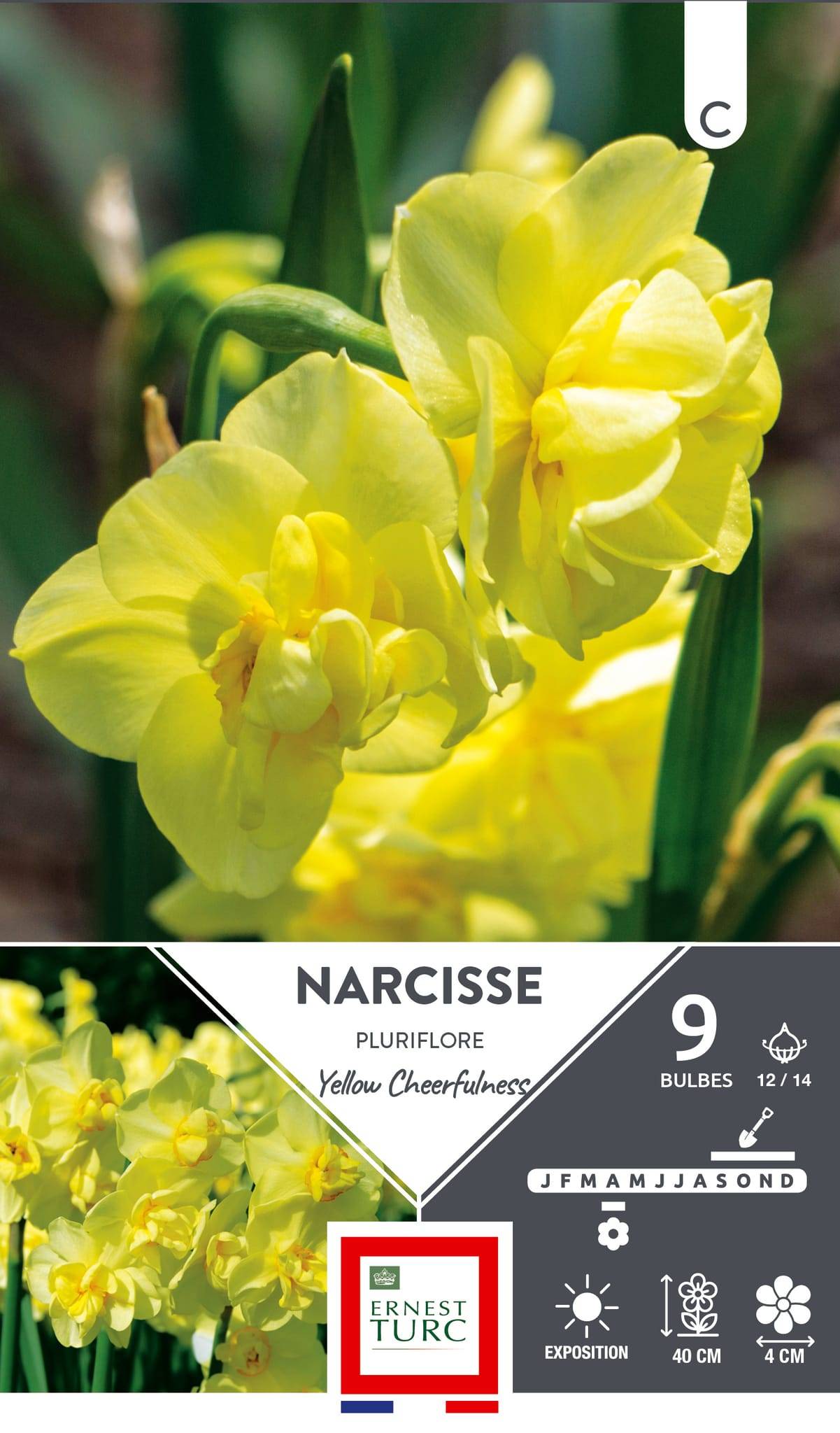 Ernest Turc - Bulbes Narcisse Pluriflore Yellow Cheerfulness - ERNEST TURC - Image 1