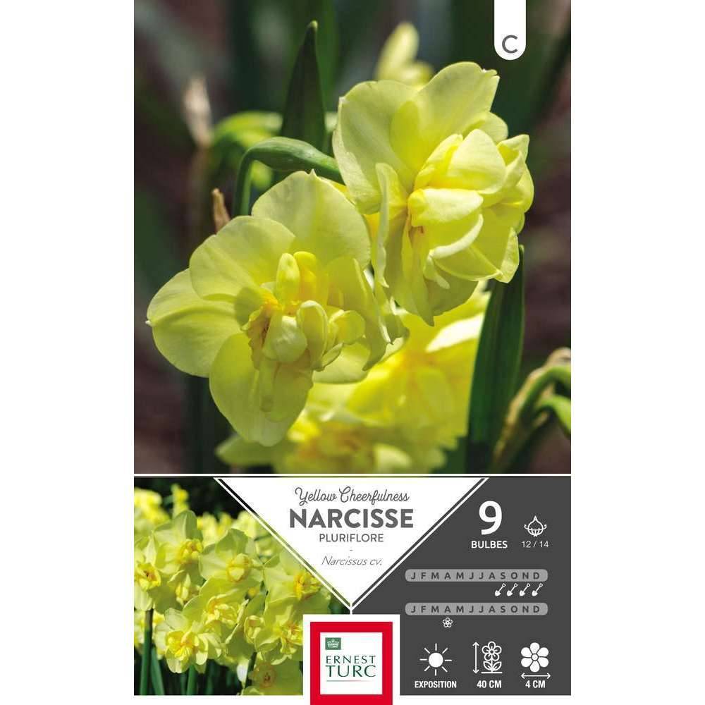 Ernest Turc - Bulbes Narcisse Pluriflore Yellow Cheerfulness - ERNEST TURC - Image 2