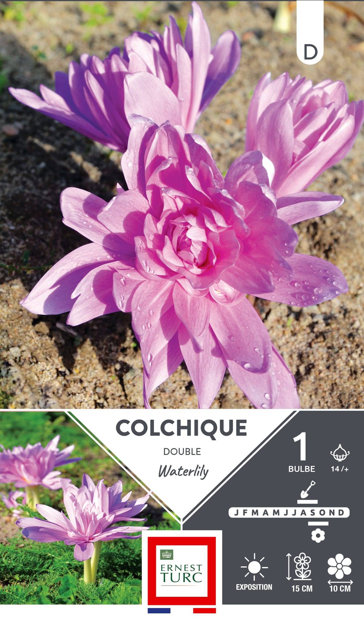 Ernest Turc - Bulbe colchique double Waterlily - ERNEST TURC