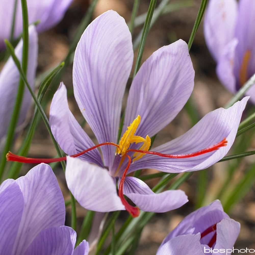 Ernest Turc - Bulbes de crocus sativus Safran - ERNEST TURC - Image 2