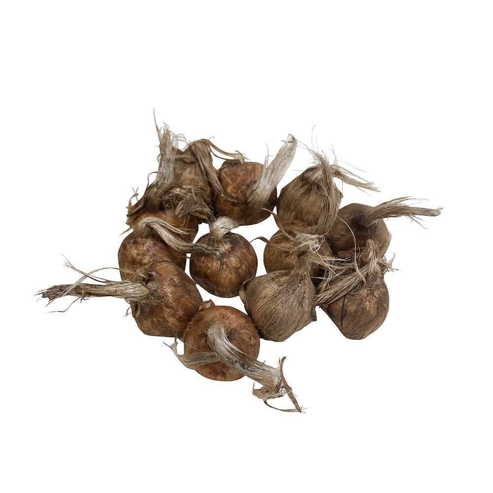 Ernest Turc - Bulbes de crocus sativus Safran - ERNEST TURC - Image 4