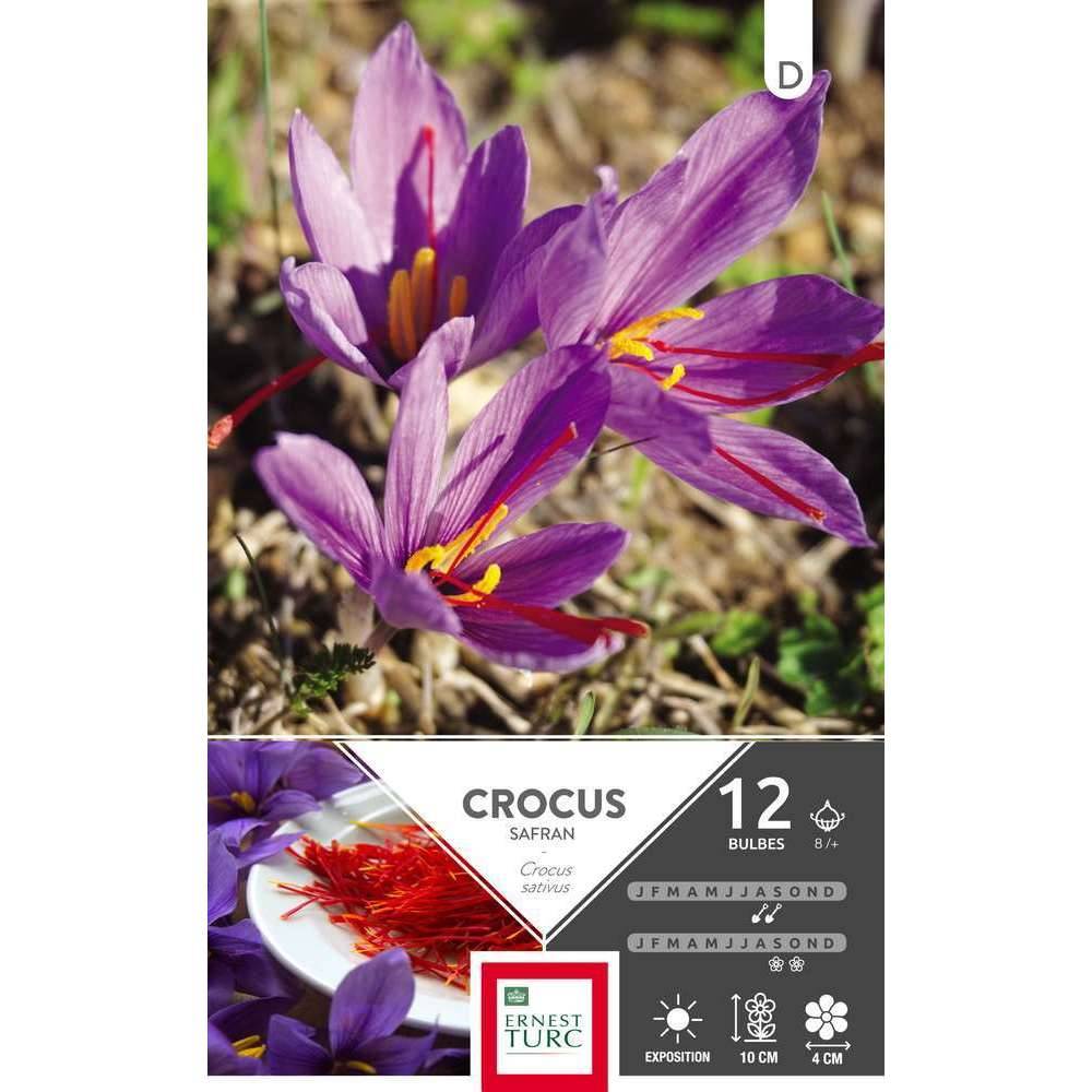 Ernest Turc - Bulbes de crocus sativus Safran - ERNEST TURC - Image 3