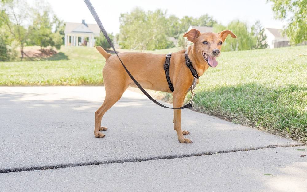 Petsafe - Harnais et Dispositif de Retenue 3 en1 pour Chien Noir XS - Imagen 2