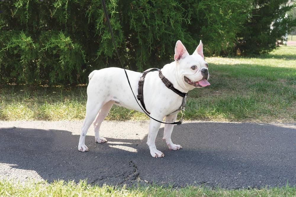 Petsafe - Petsafe - Harnais et Dispositif de Retenue 3 en 1 Chien Noir S - Imagen 2