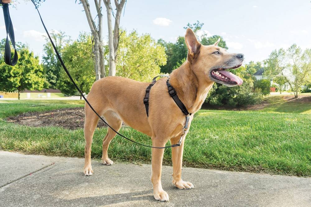 Petsafe - Petsafe - Harnais et Dispositif de Retenue 3 en 1 Chien Noir M - Imagen 3