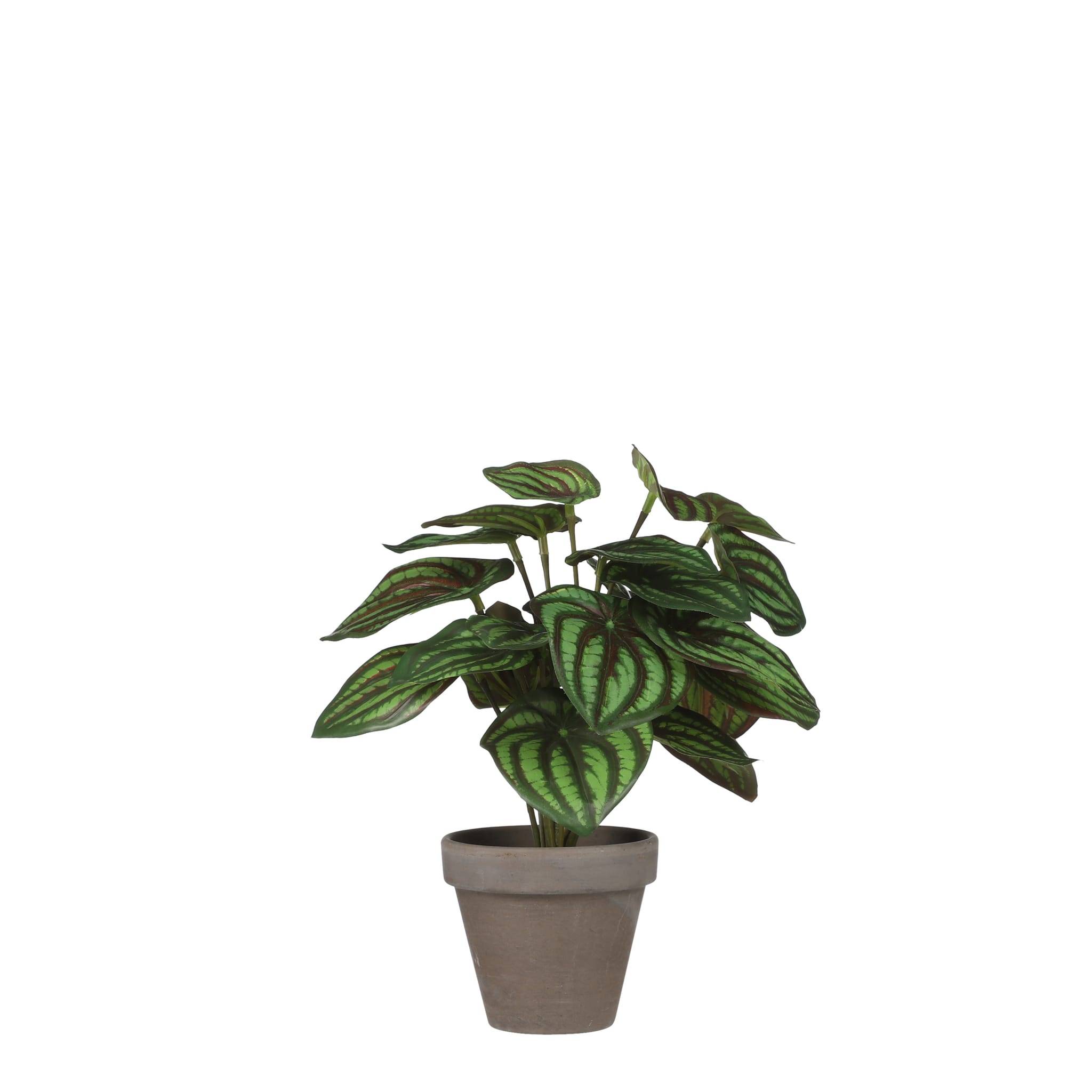 Mica Decorations - Mica Decorations - Peperomia artificiel vert Ø.23 x H.24 cm