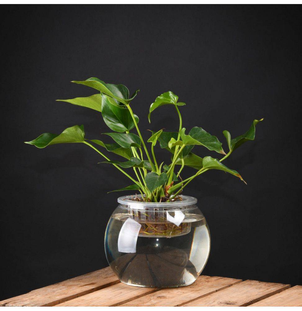 Pot de fleur hydroponique en polypropylène transparent Ø22.1 x H.17.6 cm - Ac-deco - Imagen 1