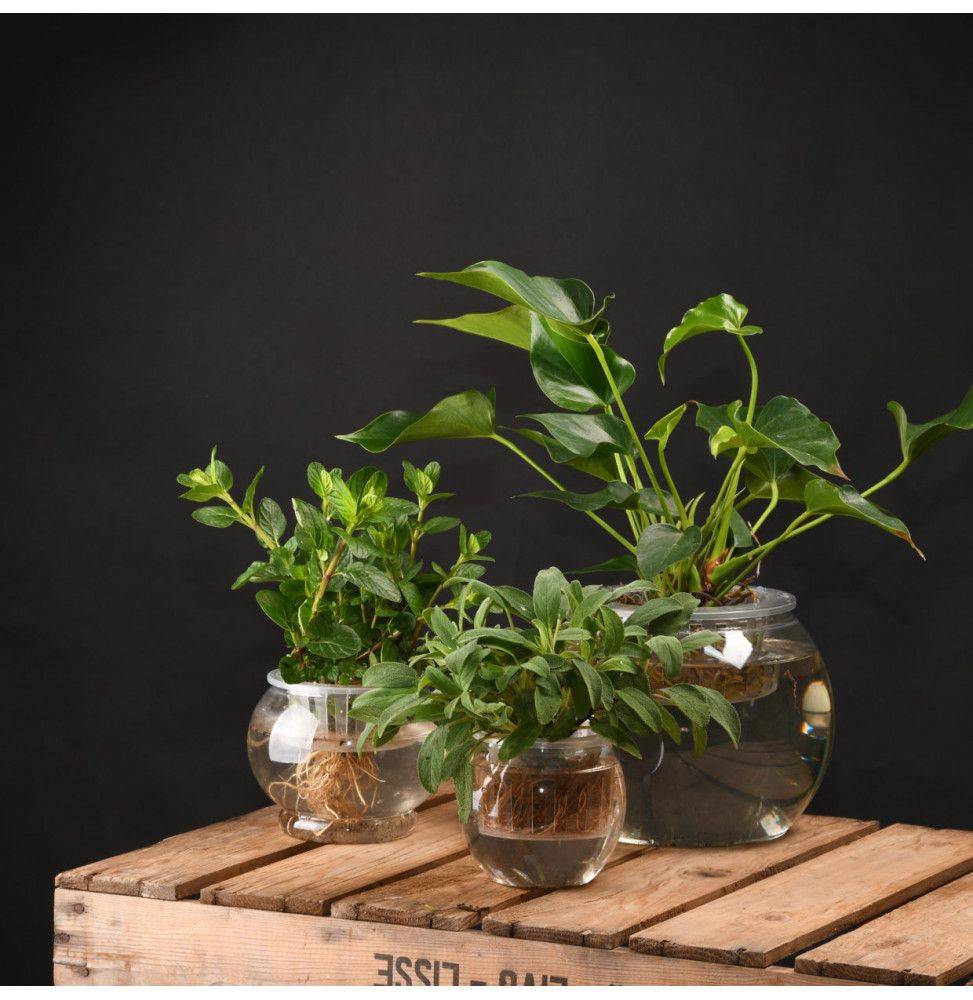Pot de fleur hydroponique en polypropylène transparent Ø22.1 x H.17.6 cm - Ac-deco - Imagen 3