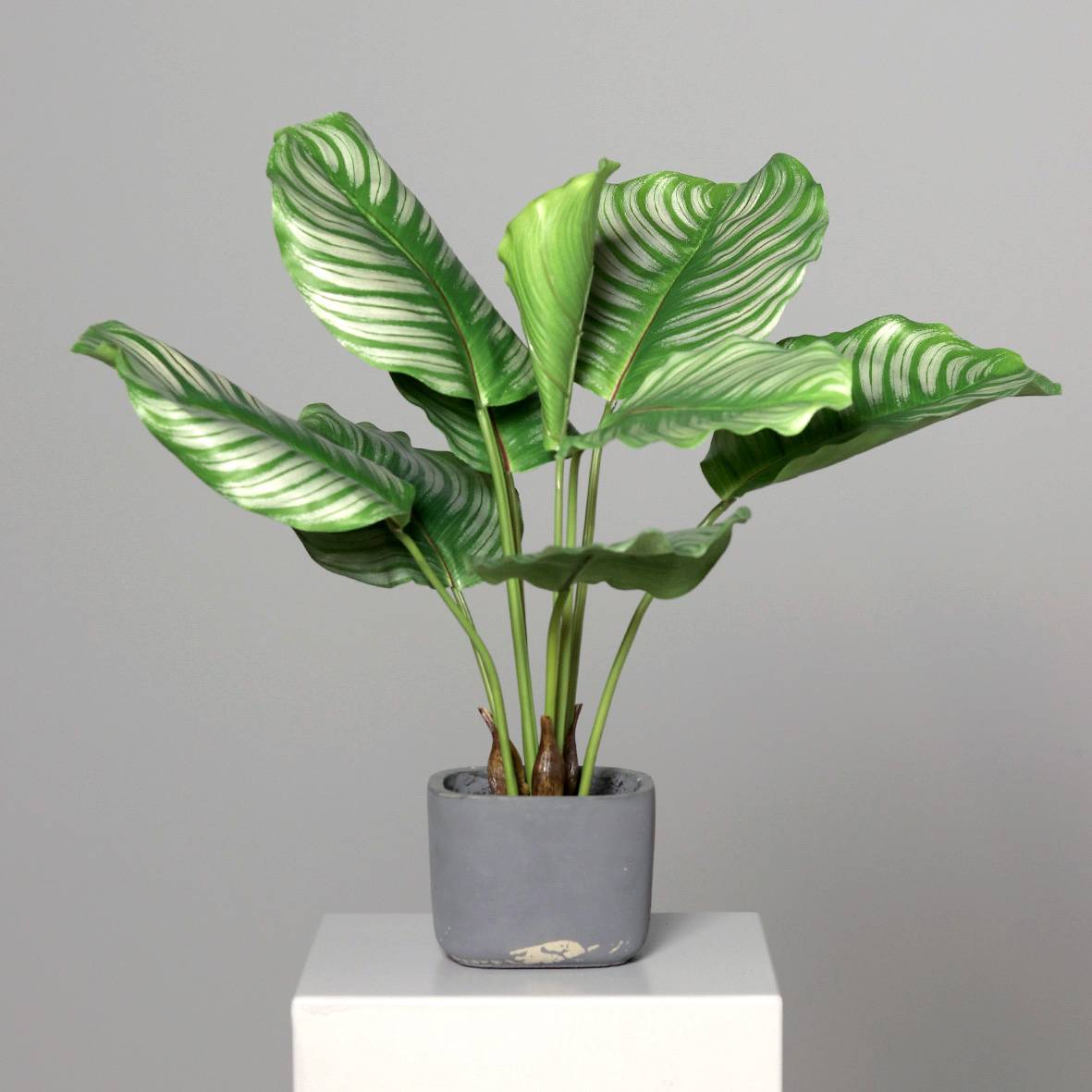 DPI - Calathea artificiel en pot H.50 cm