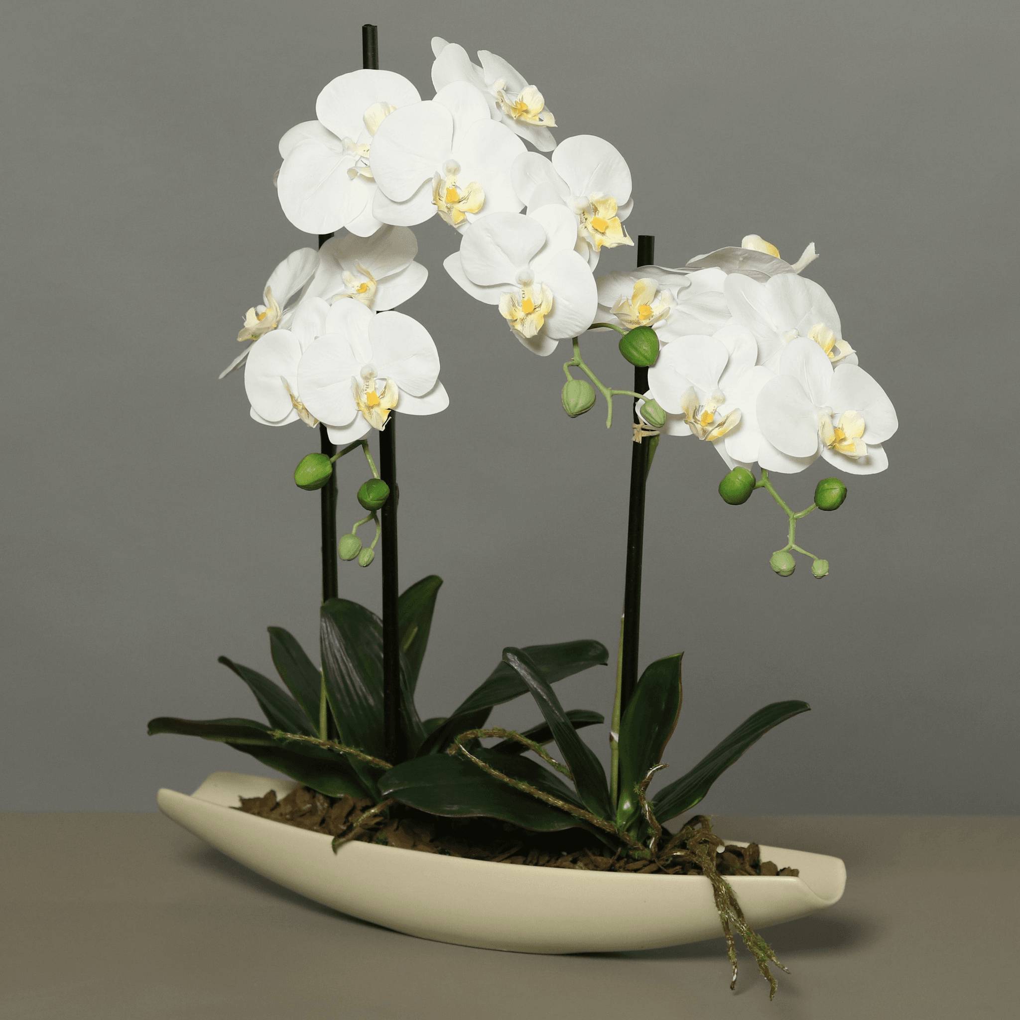 DPI - Orchidée crème artificielle en coupe céramique H.50 cm