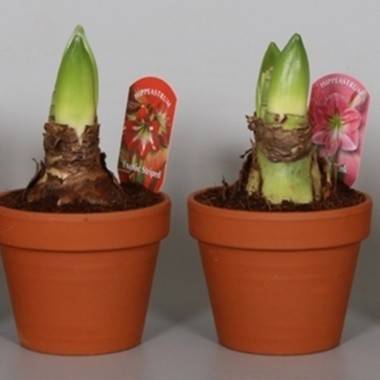 Amaryllis Hippeastrum - Imagen 1