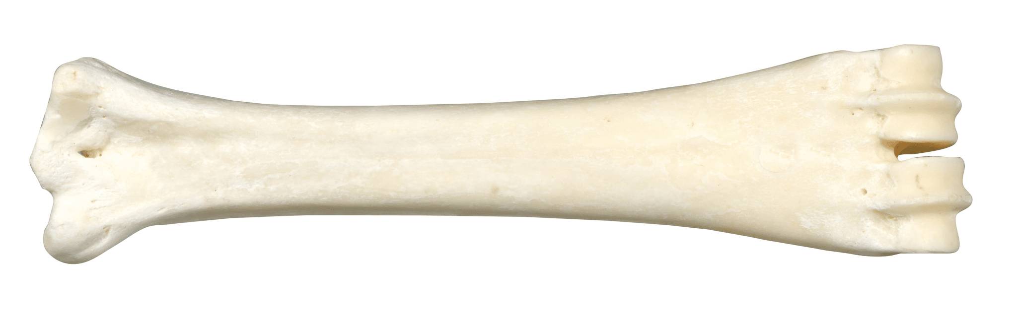 Bubimex - Bubimex - Os au calcium 160 g