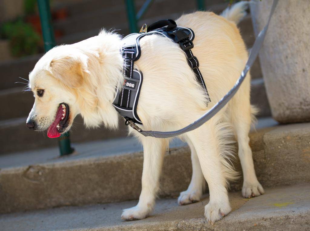 Idog - Harnais Style 3 en 1 - I-DOG - Imagen 7