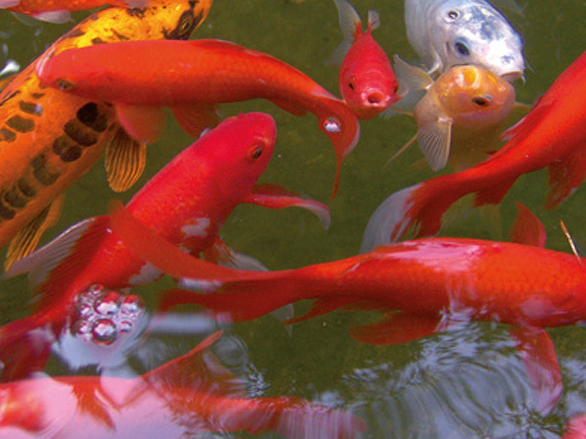 Ubbink - Bassin préformé en polypropylène Victoria Quadro 6 475L - Ubbink - Imagen 3