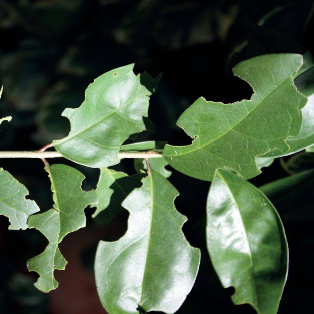 Greenapy - Piège nématodes contre les Otiorrhynques adultes 1 piège - Greenapy - Image 4