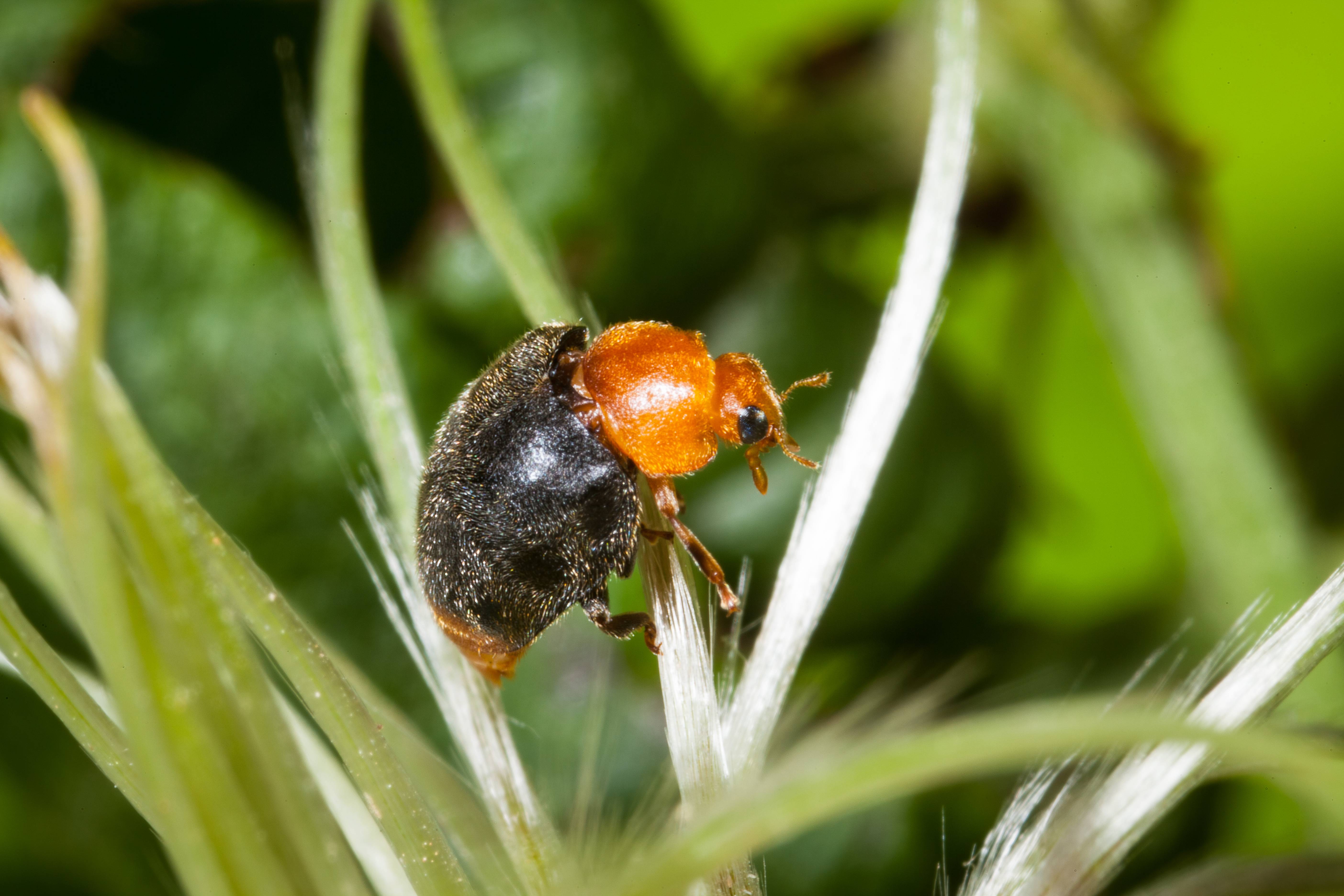 Greenapy - Coccinelles Anti-Cochenilles Cryptolaemus montrouzieri boîte de 25 adultes - Greenapy - Image 6