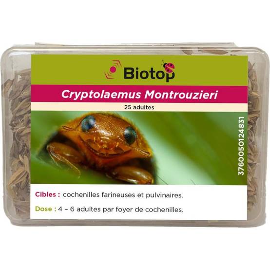 Greenapy - Coccinelles Anti-Cochenilles Cryptolaemus montrouzieri boîte de 25 adultes - Greenapy - Image 4
