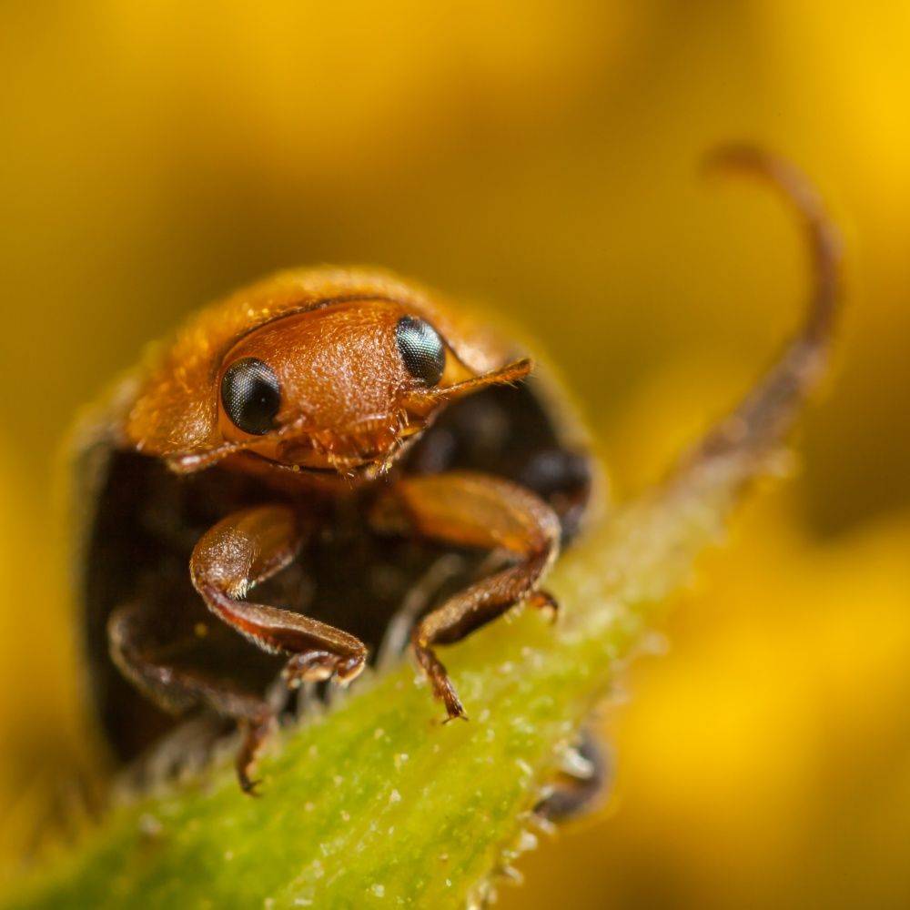Greenapy - Coccinelles Anti-Cochenilles Cryptolaemus montrouzieri boîte de 25 adultes - Greenapy - Image 7