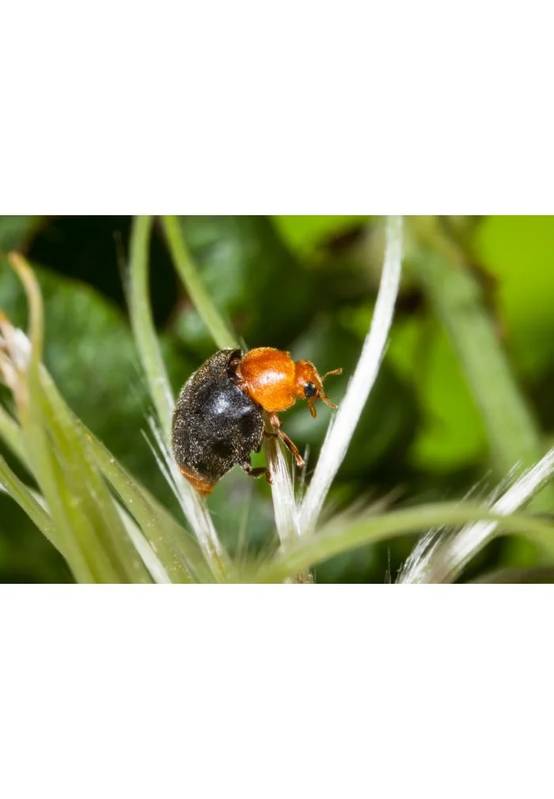 Greenapy - Coccinelles Anti-Cochenilles Cryptolaemus montrouzieri boîte de 25 adultes - Greenapy - Image 9